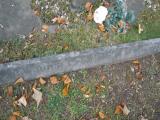 image of grave number 50563